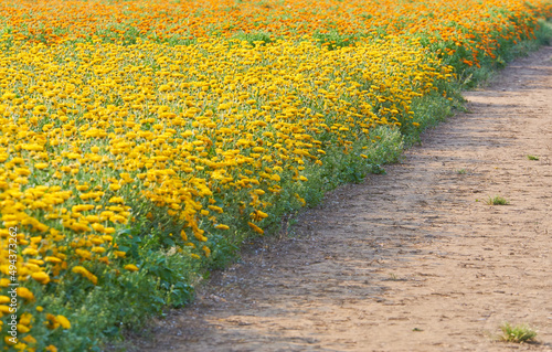 黄色とオレンジ色に分けられたキンセンカの花畑 photo