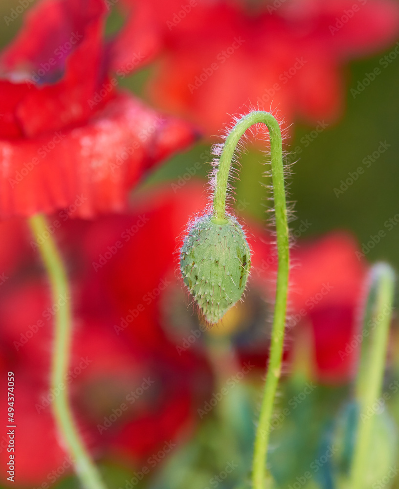 ポピーの花の蕾のアップ ポピーの花の蕾のアップ