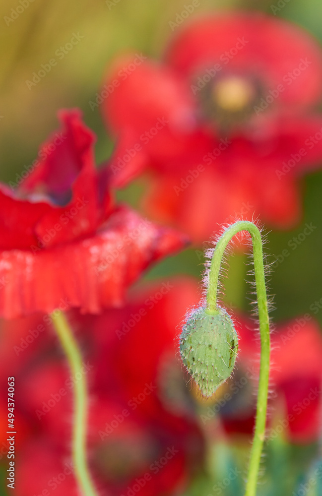 ポピーの花の蕾のアップ