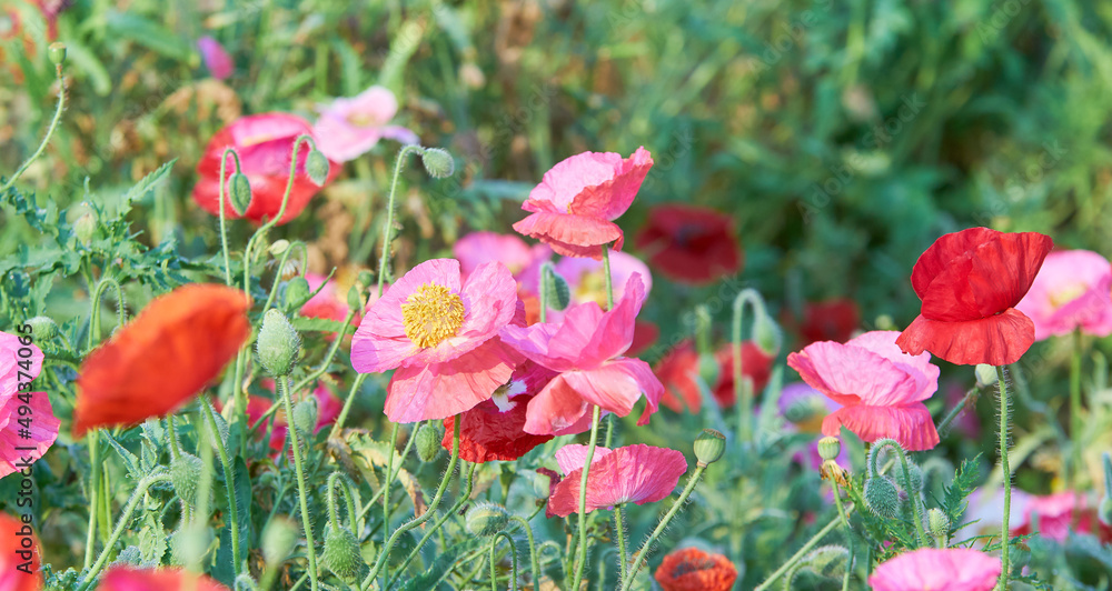 花壇に咲いたポピーの花 花壇に咲いたポピーの花