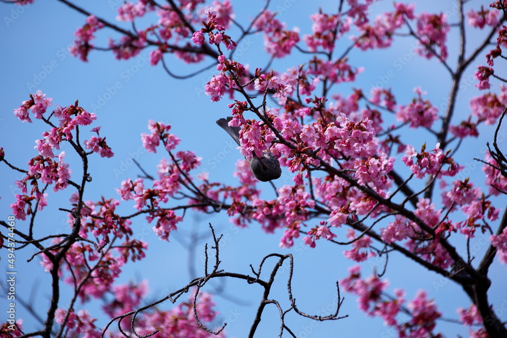 桜の木とヒヨドリ