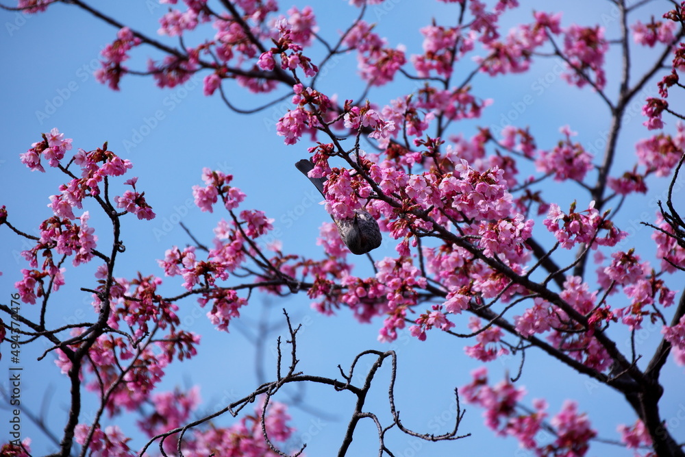 桜の木とヒヨドリ