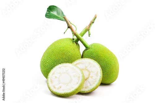 Young green jackfruit, a tropical plant in Asia. for cooking and dessert isolated on a white background