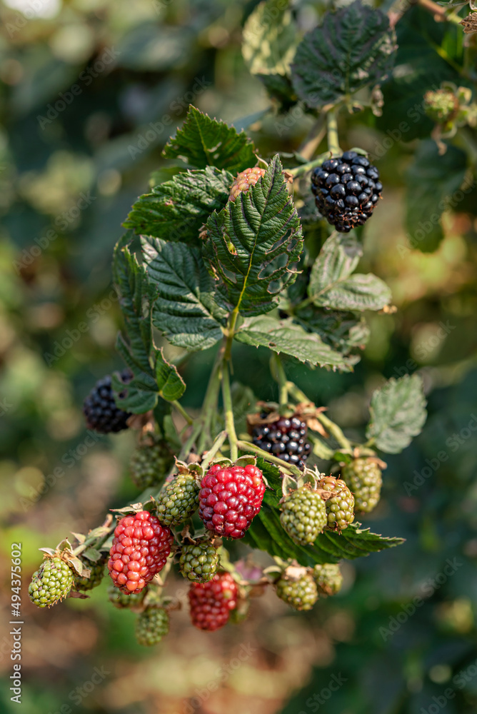 Ripe and unripe blackberries on a bush Ripe and unripe blackberries on a bush