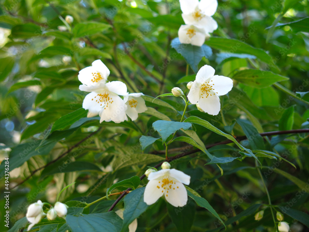 delicate white jasmine blooms in the garden in summer delicate white jasmine blooms in the garden in summer