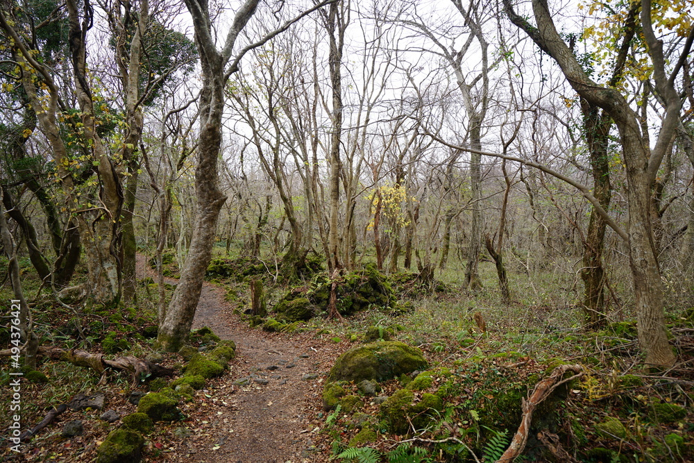 mossy rocks and bare trees in autumn forest mossy rocks and bare trees in autumn forest