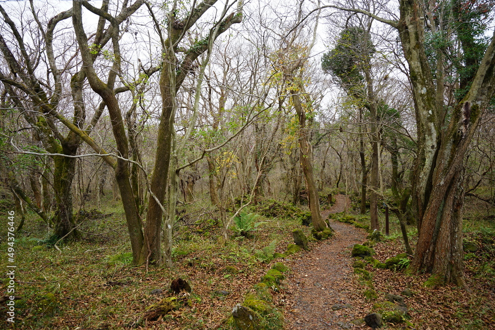 autumn forest with pathway autumn forest with pathway