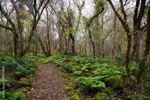 autumn forest path through fern and bare trees