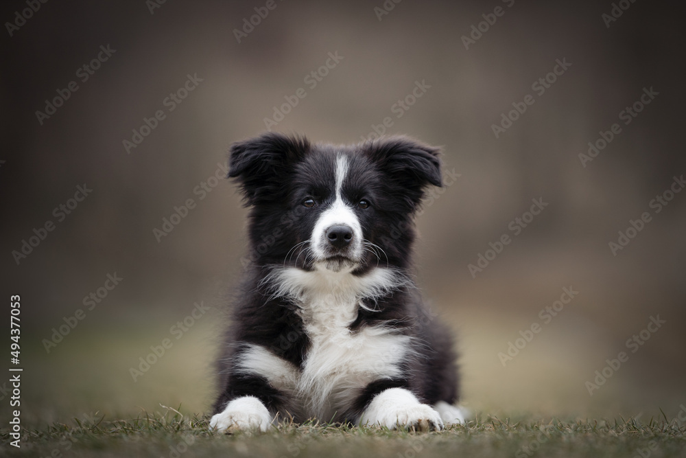 Border Collie puppy portrait of dog