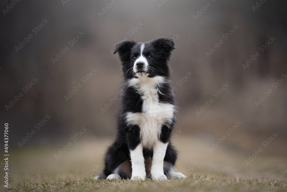 Border Collie puppy black and white dog breed