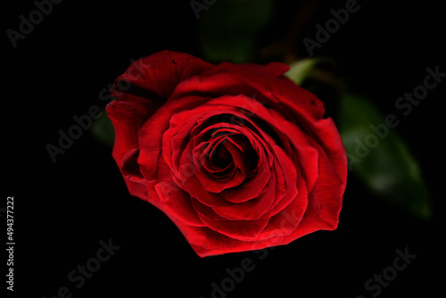 一輪の真赤なバラ