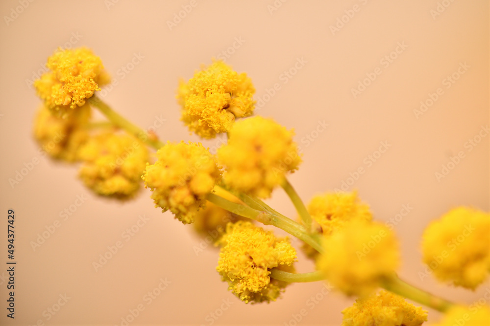 小さなミモザの花のクローズアップ 小さなミモザの花のクローズアップ