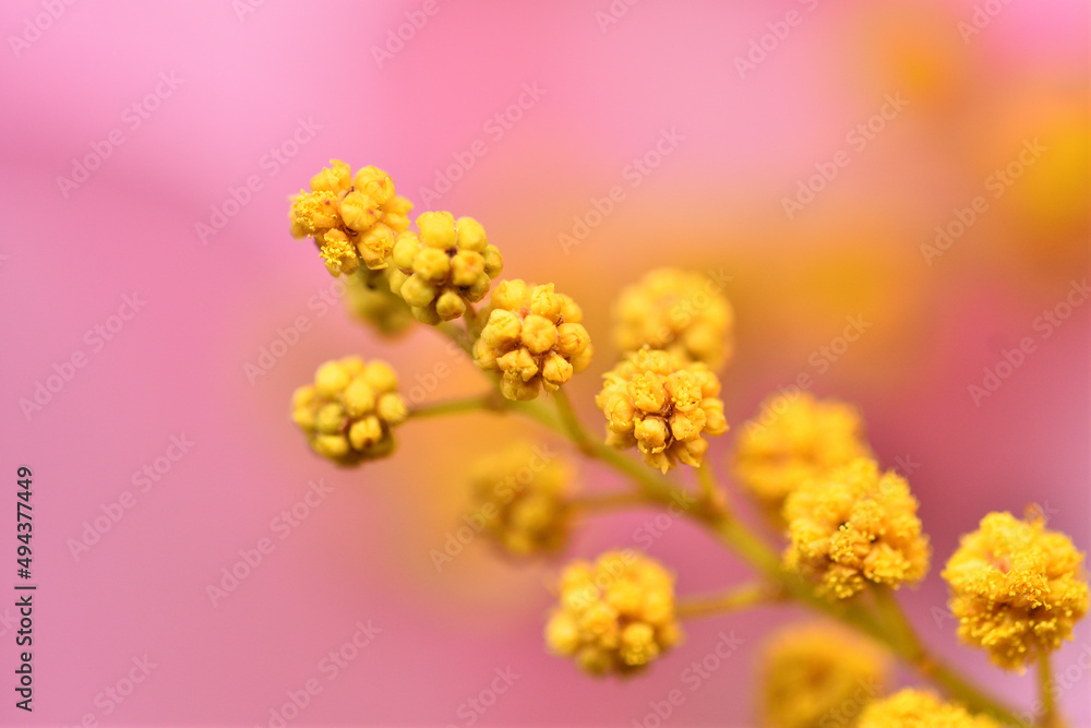 小さなミモザの花のクローズアップ 小さなミモザの花のクローズアップ