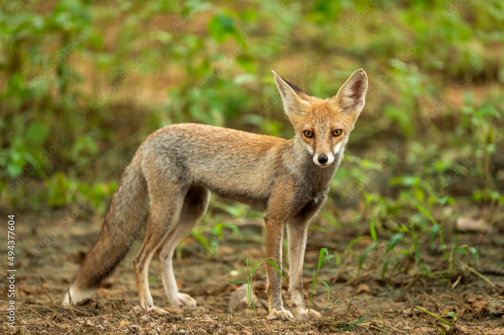 white footed fox or desert fox or vulpes vulpes pusilla portrait or closeup in natural monsoon green background at outdoor jungle safari at jhalana forest or leopard reserve jaipur rajasthan india