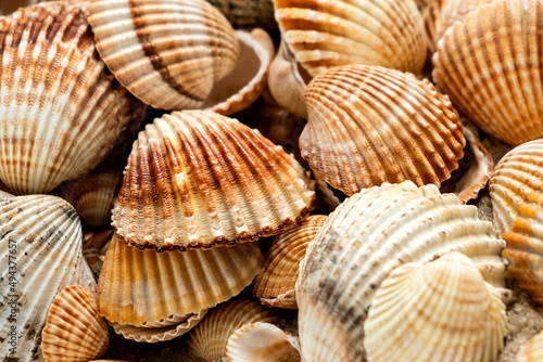 Piled scallop sea shells marine background