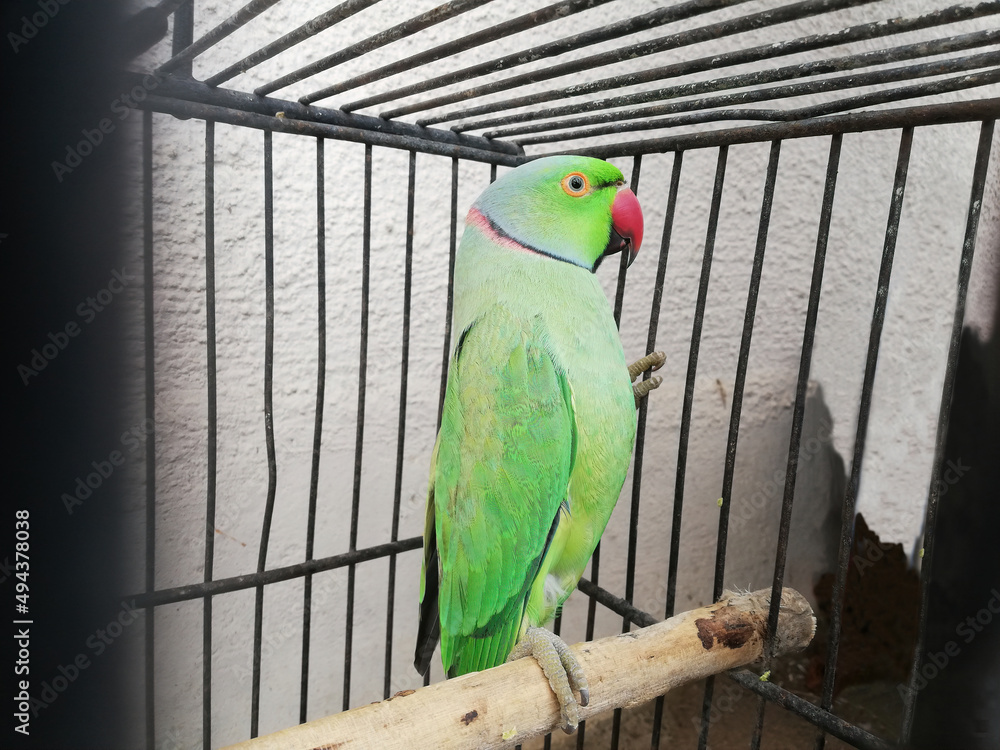 Obraz premium Indian parrot in cage 