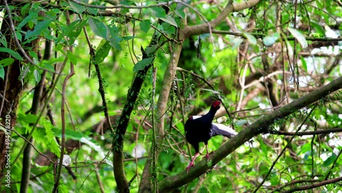 Female adult Svensson's Pheasant (Lophura swinhoii) Secretive, handsome endemic pheasant in the mountains of Taiwan. Yilan County, Taiwan. 2022. photo