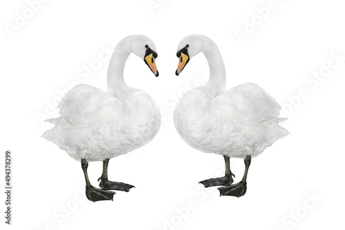  two swan isolated on a white background