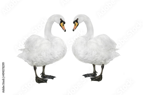 Fototapeta Naklejka Na Ścianę i Meble -   two swan isolated on a white background