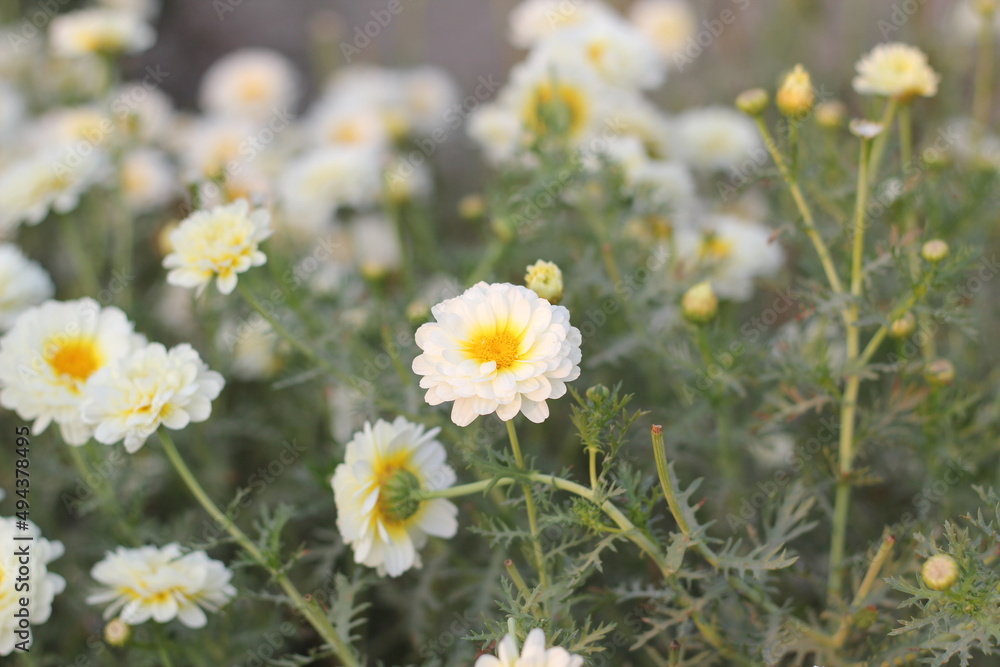 Fototapeta premium White marigold flowers blooming in the garden