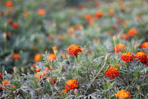 Red and yellow marigold flowers