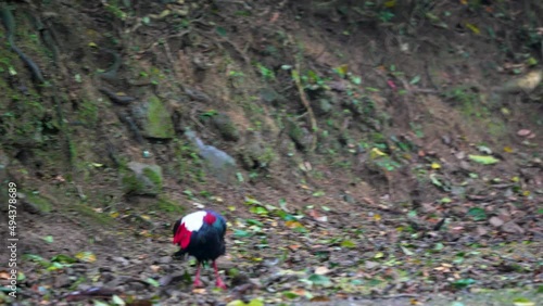 Wallpaper Mural Female adult Svensson's Pheasant (Lophura swinhoii) Secretive, handsome endemic pheasant in the mountains of Taiwan. Yilan County, Taiwan. 2022. Torontodigital.ca