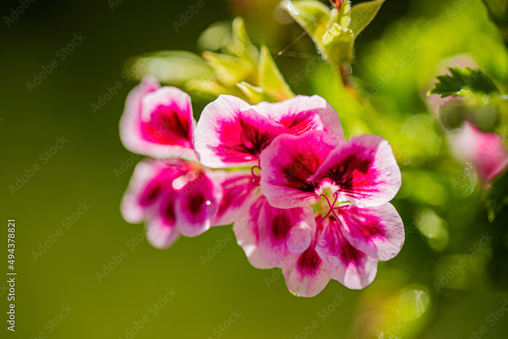 Fototapeta premium pelargonium flowers in the garden