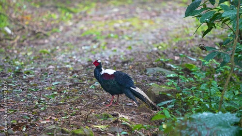 Female adult Svensson's Pheasant (Lophura swinhoii) Secretive, handsome endemic pheasant in the mountains of Taiwan. Yilan County, Taiwan. 2022. photo