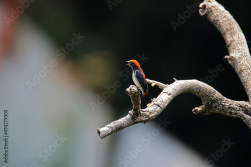 The Scarlet-backed Flowerpecker on a branch photo