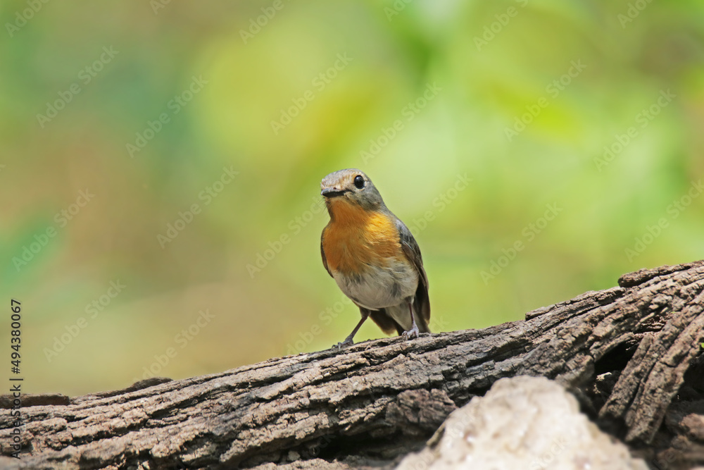 The female Indochinese Blue Flycatcher on a branch The female Indochinese Blue Flycatcher on a branch