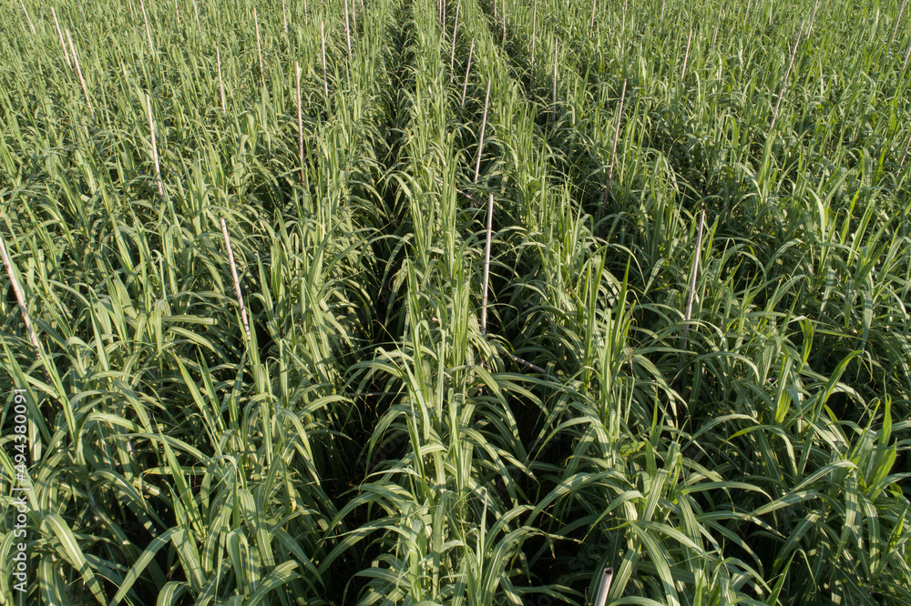 Aerial view of sugarcane plants growing at field Aerial view of sugarcane plants growing at field