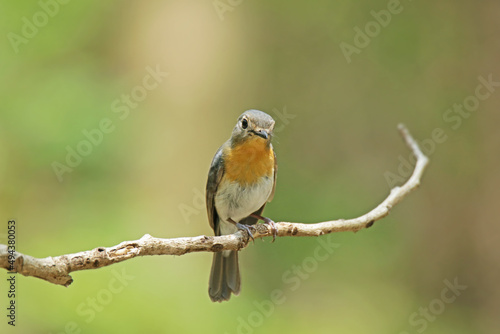 The female Indochinese Blue Flycatcher on a branch