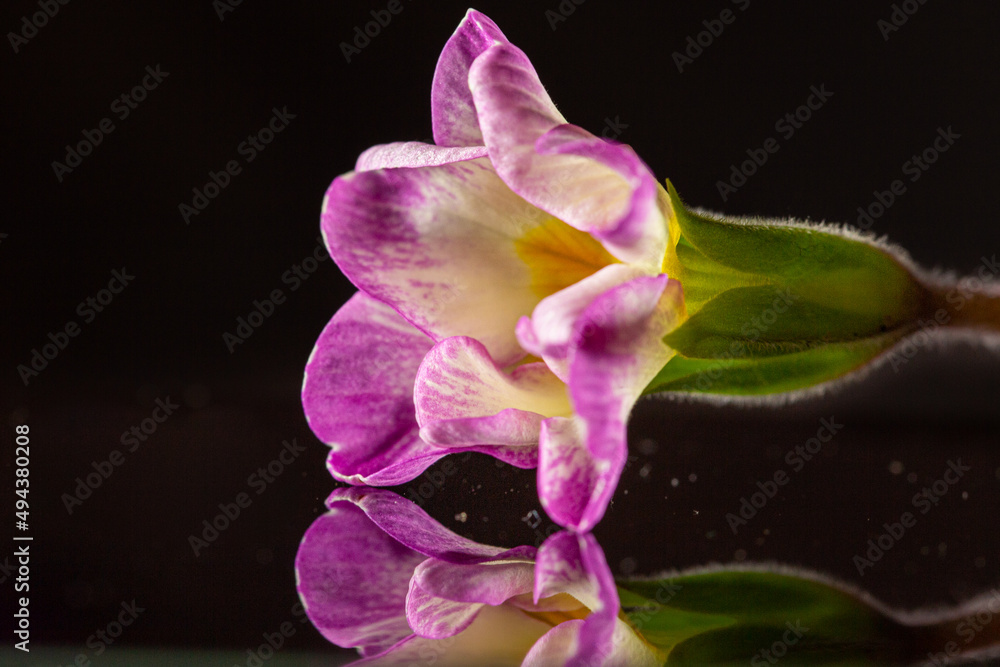 purple orchid on black