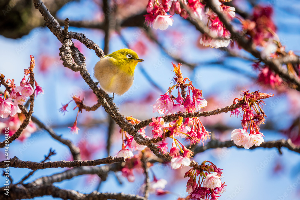 A white eye visiting Kawazu cherry blossoms for nectar. A white eye visiting Kawazu cherry blossoms for nectar.