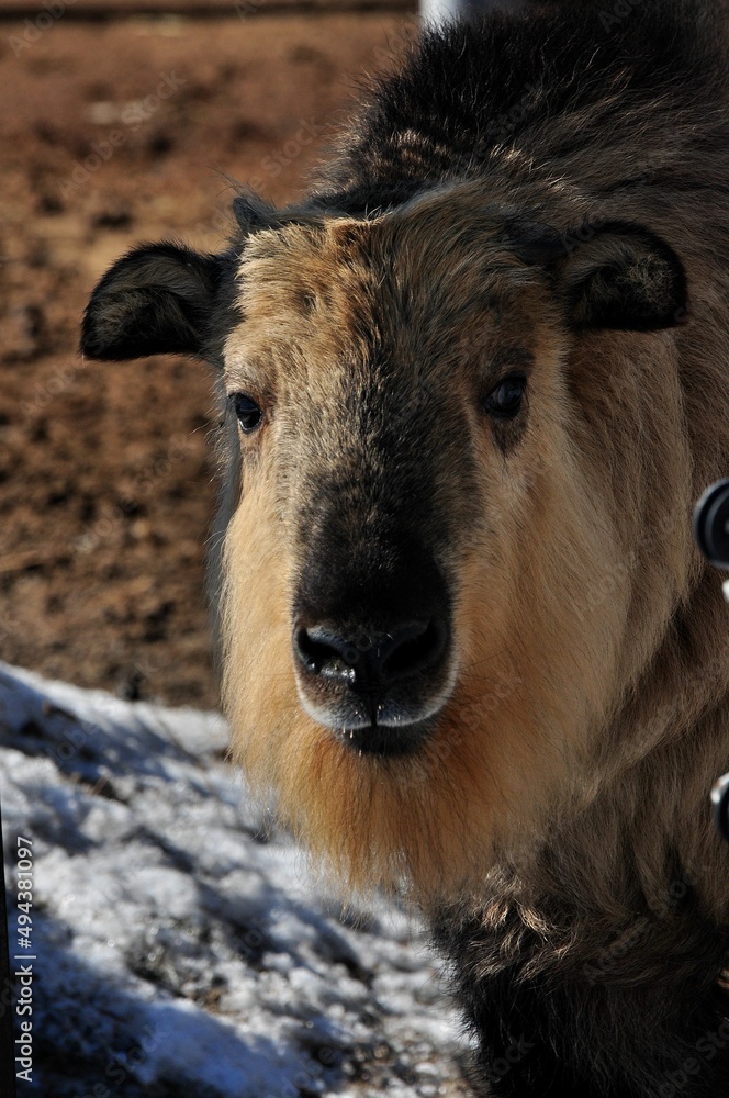Animals are a traditionally (since the time of Aristotle) distinguished category of organisms, currently considered as a biological kingdom. Animals are the main object of zoology study. Animals are a traditionally (since the time of Aristotle) distinguished category of organisms, currently considered as a biological kingdom. Animals are the main object of zoology study.