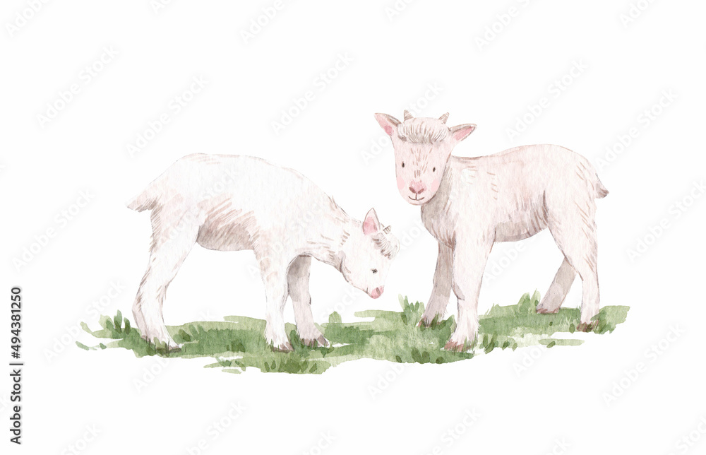 Fototapeta premium Beautiful stock illustration with cute watercolor hand drawn goats.