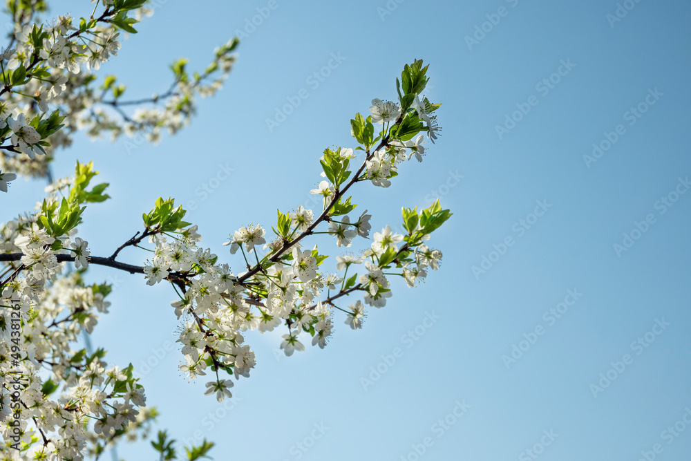 Spring flowering. White flowers on a tree against a clear blue sky in clear sunny weather. Flowering fruit tree. Spring mood. Spring flowering. White flowers on a tree against a clear blue sky in clear sunny weather. Flowering fruit tree. Spring mood.