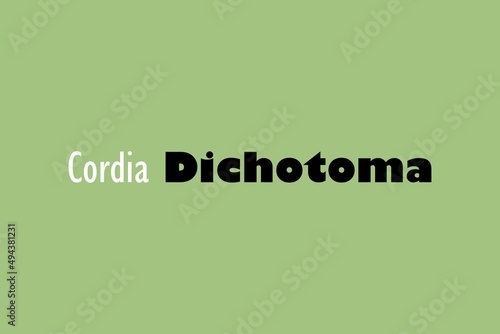 Cordia Dichotoma medicinal element typography text vector design. Medical science conceptual poster, banner,  and t-shirt design. photo