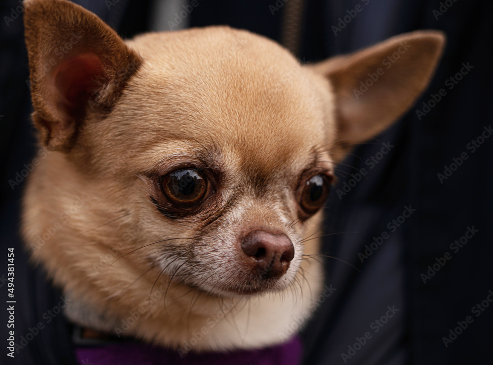 Portrait of dog breed Chihuahua
