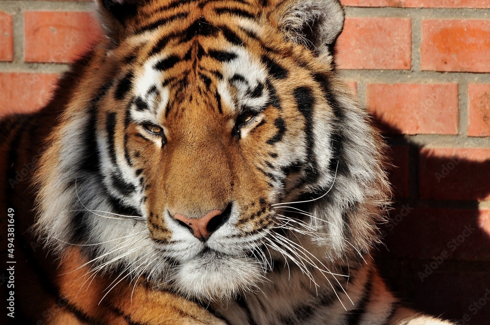 Fototapeta premium Animals are a traditionally (since the time of Aristotle) distinguished category of organisms, currently considered as a biological kingdom. Animals are the main object of zoology study.