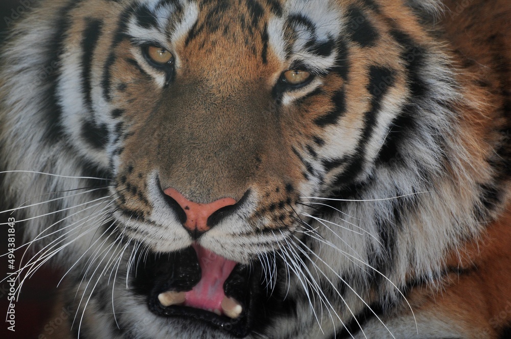 Obraz premium Animals are a traditionally (since the time of Aristotle) distinguished category of organisms, currently considered as a biological kingdom. Animals are the main object of zoology study.