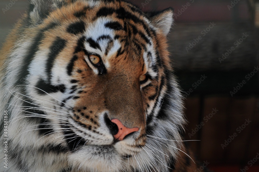 Animals are a traditionally (since the time of Aristotle) distinguished category of organisms, currently considered as a biological kingdom. Animals are the main object of zoology study. Animals are a traditionally (since the time of Aristotle) distinguished category of organisms, currently considered as a biological kingdom. Animals are the main object of zoology study.