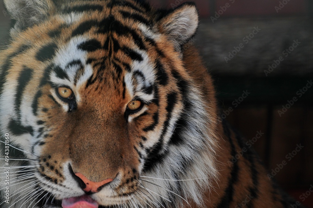 Animals are a traditionally (since the time of Aristotle) distinguished category of organisms, currently considered as a biological kingdom. Animals are the main object of zoology study. Animals are a traditionally (since the time of Aristotle) distinguished category of organisms, currently considered as a biological kingdom. Animals are the main object of zoology study.