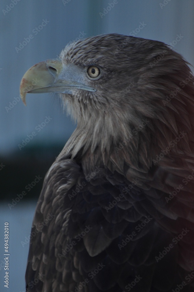 Animals are a traditionally (since the time of Aristotle) distinguished category of organisms, currently considered as a biological kingdom. Animals are the main object of zoology study. Animals are a traditionally (since the time of Aristotle) distinguished category of organisms, currently considered as a biological kingdom. Animals are the main object of zoology study.
