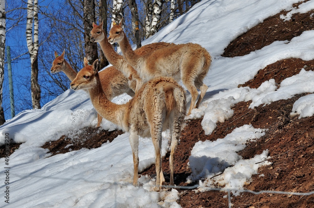 Fototapeta premium Animals are a traditionally (since the time of Aristotle) distinguished category of organisms, currently considered as a biological kingdom. Animals are the main object of zoology study.