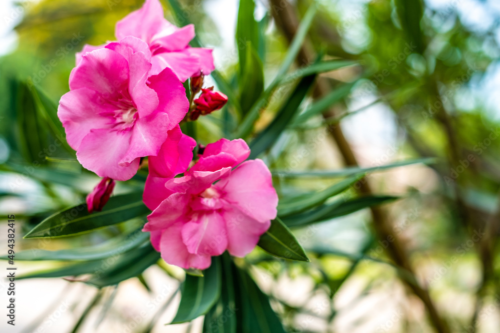 Fototapeta premium Oleander flowers blooming in Thailand 