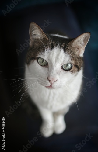 Tabby cat looking curious up to the camera. High angle view with selective focus.  © Lightspruch