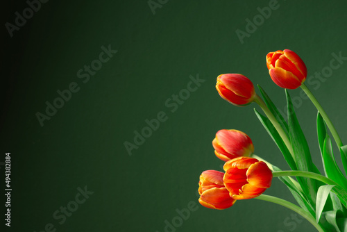 Background with orange tulips on the green surface, copy space