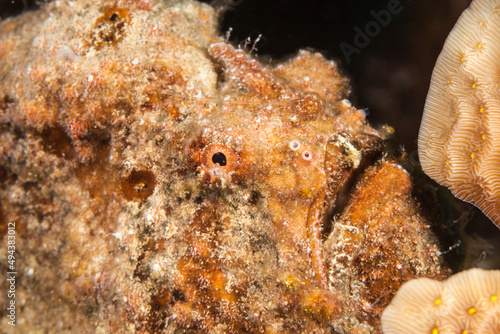 Seascape with Frogfish in the coral reef of Caribbean Sea, Curacao