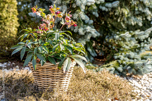 Ciemiernik wschodni Helleborus orientalis, kwiat cięty, rabaty, ogrody przydomowe, ogrody naturalistyczne, kwitnie od stycznia do maja.